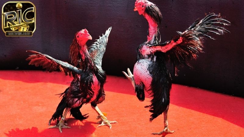 Luật Đá Gà Miền Bắc - Những Điều Cần Biết Khi Tham Gia Luật đá gà miền bắc