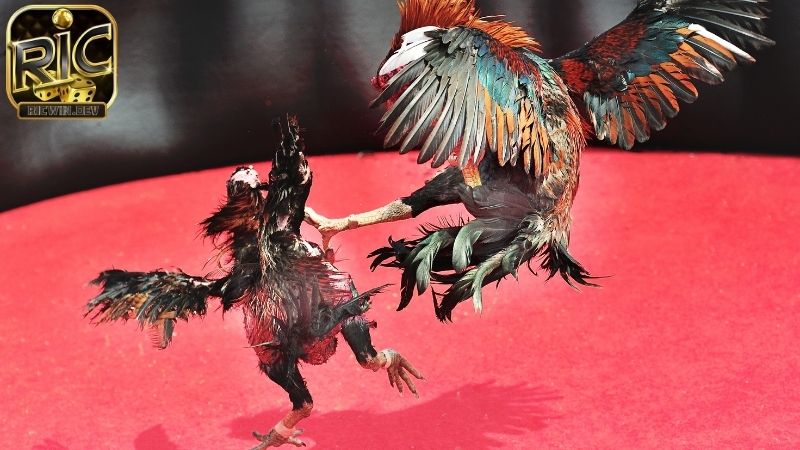 Luật đá gà miền Nam - Quy định chi tiết cho người mới Luật đá gà miền nam