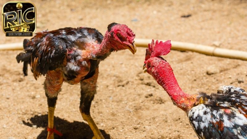 Tiếng lóng trong đá gà - Giải mã tiếng lóng trong đá gà Tiếng lóng trong đá gà