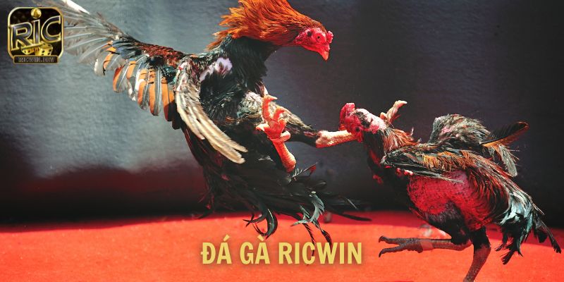 Trang Chủ Đá gà Ricwin