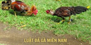 Luật đá gà miền nam