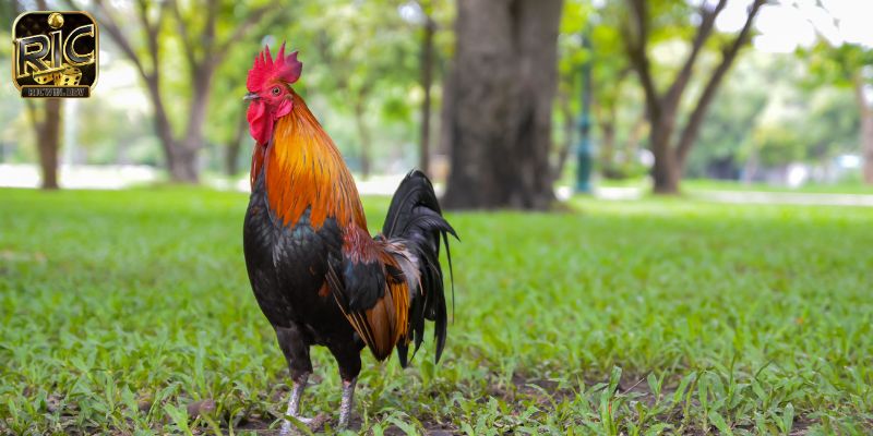 Tiếng lóng trong đá gà - Giải mã tiếng lóng trong đá gà Tác dụng và nhược điểm của Tiếng lóng trong đá gà